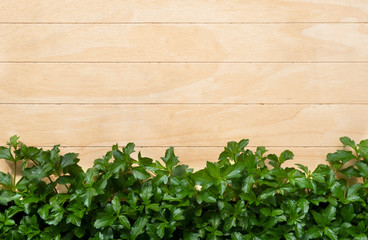 Natural fresh green leaves on wood background.