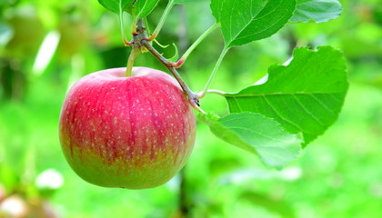 Apfelernte in Südtirol - Morgenduft an einem Ast kurz vor der Ernte auf einer Streuobstwiese