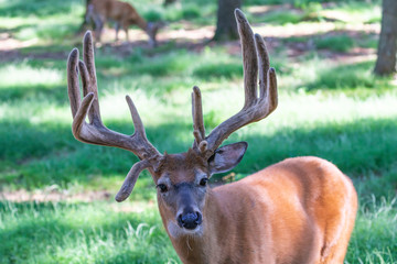 The deer with velvet antlers on meadow in forest