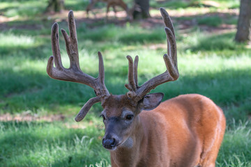 The deer with velvet antlers on meadow in forest