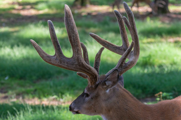 The deer with velvet antlers on meadow in forest