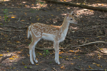 Naklejka na ściany i meble The fawn - fallow deer (Dama dama) in natural conservation area