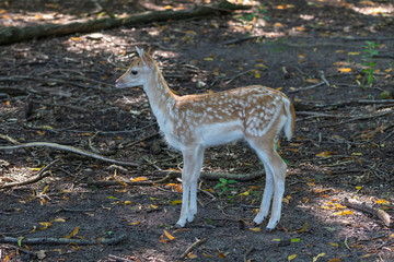 The fawn - fallow deer (Dama dama) in natural conservation area