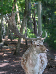 The fallow deer (Dama dama) with velvet antler