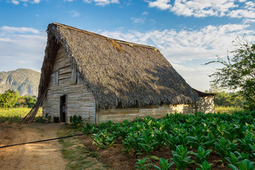 Fototapeta na wymiar The Vinales valley in Cuba is a major tobacco growing area