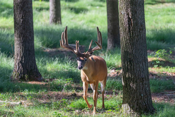 The deer with velvet antlers on meadow in forest