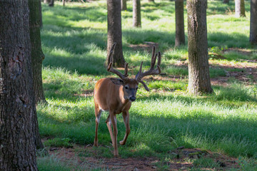 The deer with velvet antlers on meadow in forest