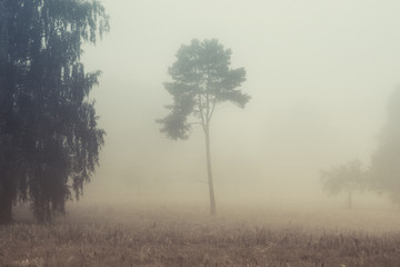 Mysterious misty rural landscape with trees on a foggy morning. Photo with copy space and sepia effect.