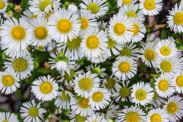 Top view of wild meadow camomile daisies flowers.