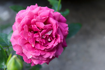 Close up of an extra large pink garden rose on dark background.