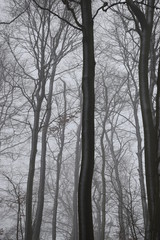 trees in the fog