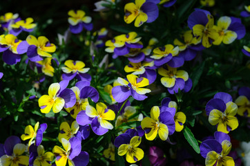 colorful flowers background