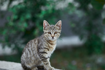 cat in the garden. kitty looking in camera