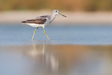 Common Greenshank (Tringa nebularia)