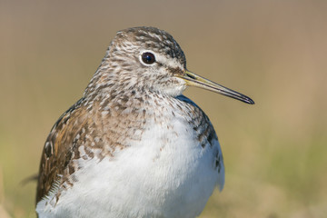 Green sandpiper portrait