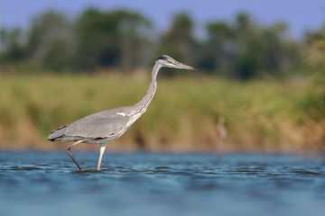 Grey heron (Ardea cinerea)