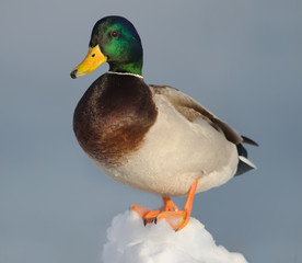 Mallard. Male