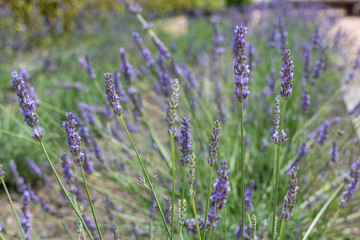 english lavender in a square