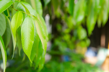 Green leaf on blurred greenery background with copy space