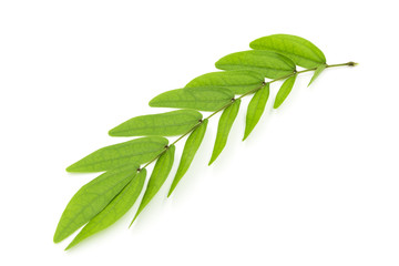 branch with leaves isolated on white