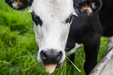 Cheeky black and white freisian calf poking its tongue out while grazing on vibrant green New Zealand grass on a lifestyle block. White face, black eyes, ears and nose. Curious cow looking at camera.