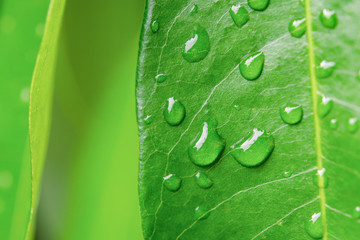 Water drops on green leaves. Drop of dew after the rain..