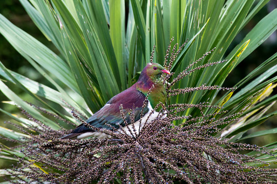 Beautiful iridescent feathers of the NZ native wood pigeon or kereru in maori language. Sitting here in a cabbage tree feasting on the seed pods. Found in urban and rural settings. Noisy flying bird.