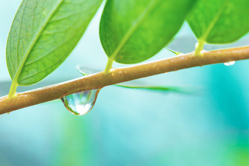 Water drop of tree branch. Drop of dew after the rain..