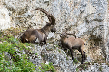 Capricorn looking at capricorn on a steep rock in the Alps
