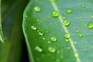 Water drops on green leaves. Drop of dew after the rain..