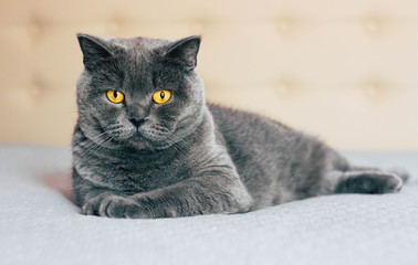 Domestic lovely cat. British shorthair cat with expressive orange eyes while laying on the bed in...