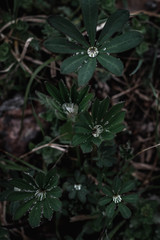 flowers in garden