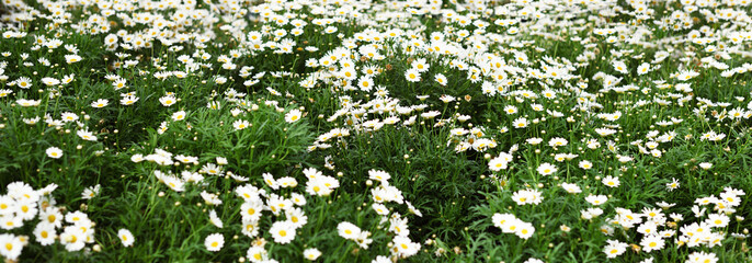 Field of daisy flowers