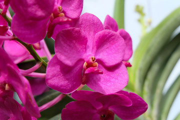 Fototapeta na wymiar orchid in the garden
