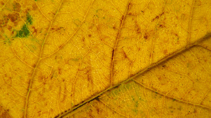 yellow leaf background. сlose up of leaf texture