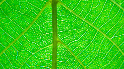 Green leaf macro photo.  Green leaf  background. Green leaf texture