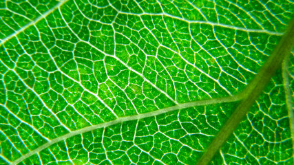 Green leaf macro photo.  Green leaf  background. Green leaf texture