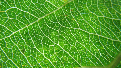 Green leaf macro photo.  Green leaf  background. Green leaf texture