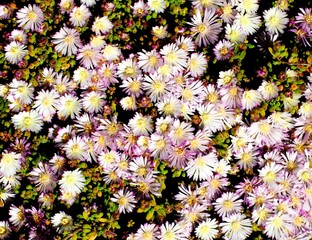 Background of Pink Iceplant Flowers