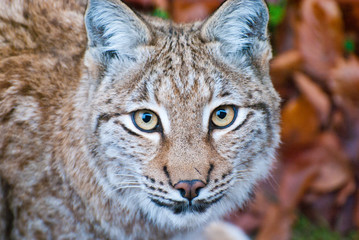 Eurasian lynx (Lynx lynx) portrait of the medium-sized wild cat.