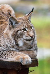 Obraz premium Eurasian lynx (Lynx lynx) portrait of the medium-sized wild cat.