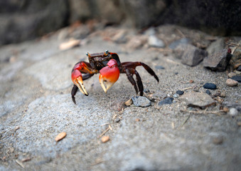 磯蟹