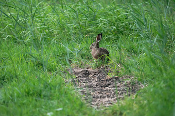 Wild rabbit sitting between tall grass in meadow.