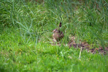 Wild rabbit sitting between tall grass in meadow.