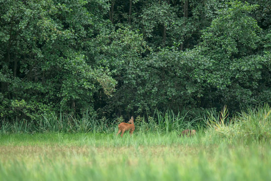 Roe deer doe with fawns gazing at edge of forest.