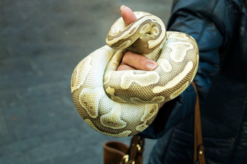 Animal, piel, mano, serpiente, marron, amarillo, piton, mascota, anillo de serpiente, reptilia