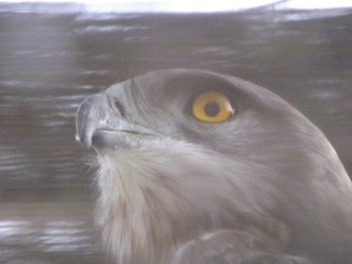 eye of bird