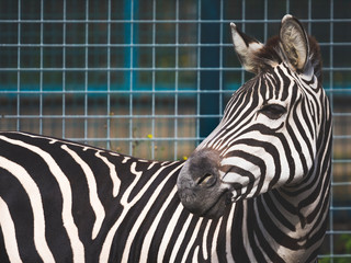 Zebra in zoo looks back at fence background_