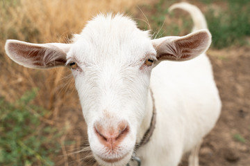 portrait of white domestic goat close-up . farm animals.