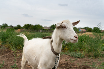 portrait of white house goat on the field . farm animals.